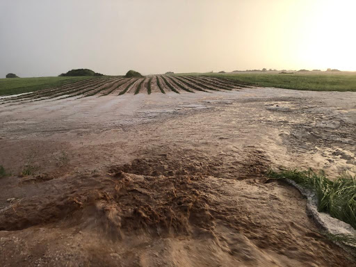 7.000 hectáreas de cosecha dañadas por las tormentas y el pedrisco en Guadalajara