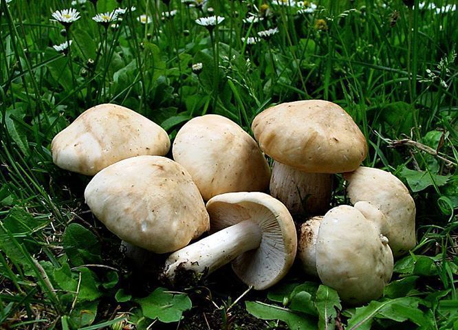 La Fundación IberCaja cierra este mes el ciclo Retos Medioambientales en su Centro Cultural en Guadalajara