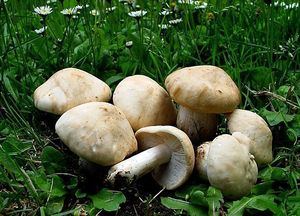 La Fundación IberCaja cierra este mes el ciclo Retos Medioambientales en su Centro Cultural en Guadalajara