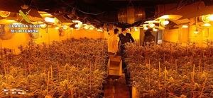 La Guardia Civil desmantela en Illana una plantación de marihuana “indoor” con más de 1.600 plantas