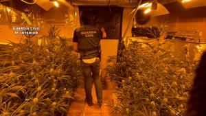 La Guardia Civil desmantela una plantación de marihuana “indoor” en El Cubillo de Uceda