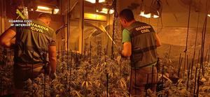La Guardia Civil desmantela dos plantaciones de marihuana “indoor” en El Casar y en Cabanillas 