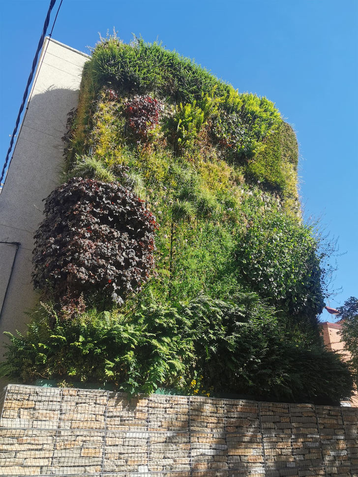 Adjudicado el mantenimiento del jardín vertical de la plaza del Azafrán de Azuqueca