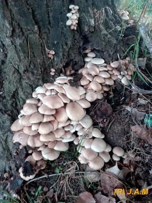 Actividad gratuita para esta semana en el Centro IberCaja Guadalajara