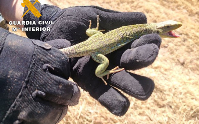 Investigado por capturar en Albacete un lagarto ocelado, especie amenazada en C-LM, para tenerlo de mascota