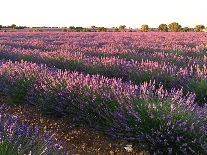 El proyecto europeo Lignobiolife, de la Universidad de Alcalá, probará sus bioproductos en las plantaciones de aromáticas de Brihuega
