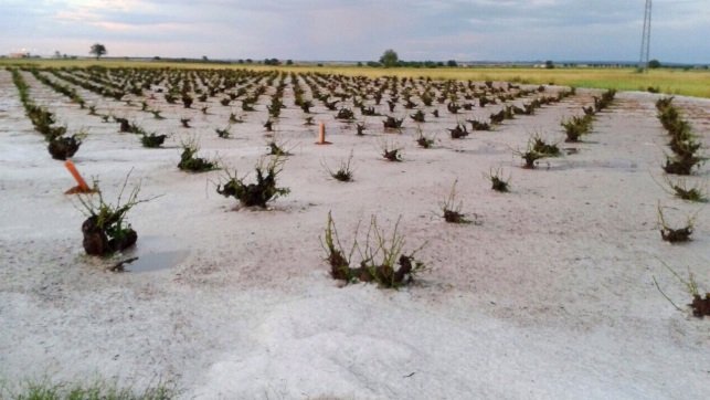 3.588 hectáreas de campo afectadas en Guadalajara por la climatología adversa : lluvias, heladas y pedrisco