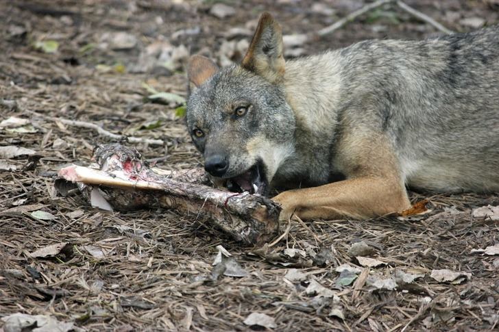 Al menos 6 animales muertos por ataques de lobo en la Sierra de Guadalajara