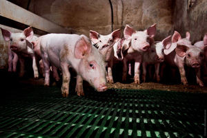 Luz verde ambiental para una macrogranja para 2.000 cerdos en el término de Luzón