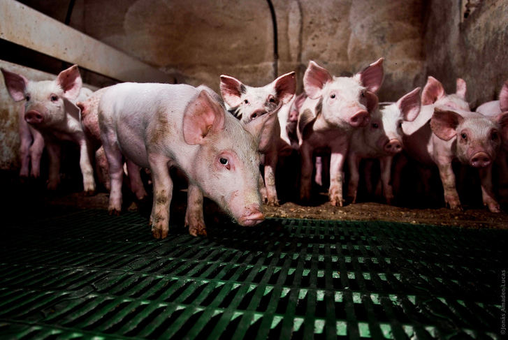 Luz verde ambiental para una macrogranja para 2.000 cerdos en el término de Luzón