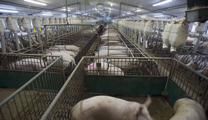 Ecologistas en Acción prsenta alegaciones a la ampliación de la Macrogranja de cerdos de Illana