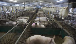 Ecologistas en Acción prsenta alegaciones a la ampliación de la Macrogranja de cerdos de Illana