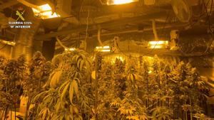 Desmantelada una plantación ‘indoor’ con 1.712 plantas de marihuana en Yepes y detenidas tres personas