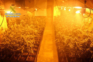 La Guardia Civil detiene a una persona por cultivar 1.648 plantas de marihuana en Almadrones
