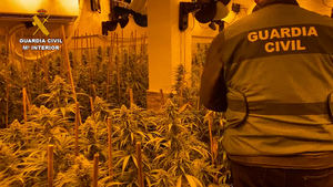 La Guardia Civil desmantela dos puntos de cultivo y venta de marihuana ubicados en chalés en la localidad de Bargas
