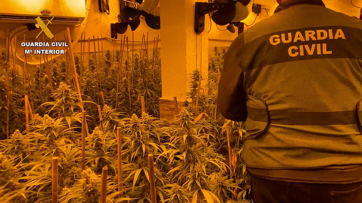 La Guardia Civil desmantela dos puntos de cultivo y venta de marihuana ubicados en chalés en la localidad de Bargas