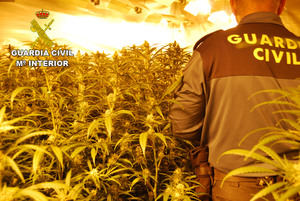 La Guardia Civil desmantela tres plantaciones de marihuana en Chiloeches y en Villanueva de la Torre