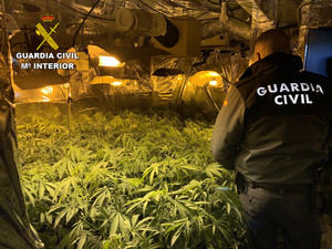 La Guardia Civil desmantela una plantación de marihuana en Hontoba