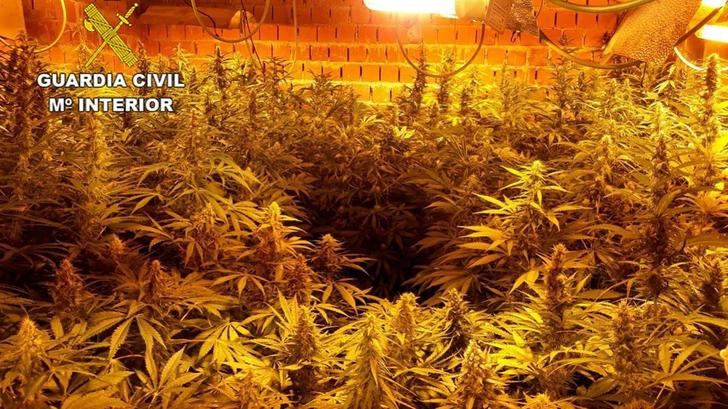 La Guardia Civil desmantela una plantación de marihuna en Fuentenovilla