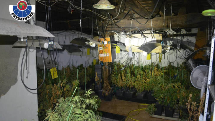Siete detenidos por cultivo y tráfico de marihuana en Guadalajara y Euskadi