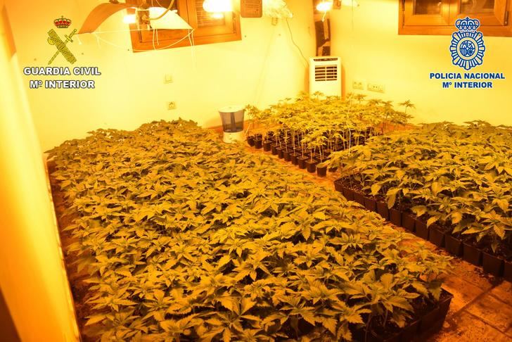 Intervenidas en Guadalajara más de 5.500 plantas de marihuana a una banda organizada que se dedicaba al cultivo ilegal mediante plantaciones “Indoor” 