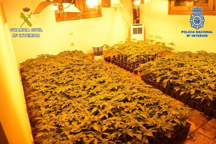 Intervenidas en Guadalajara más de 5.500 plantas de marihuana a una banda organizada que se dedicaba al cultivo ilegal mediante plantaciones Indoor