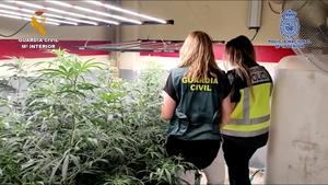 La Guardia Civil y la Policía Nacional desmantelan una plantación de marihuana indoor en Quer