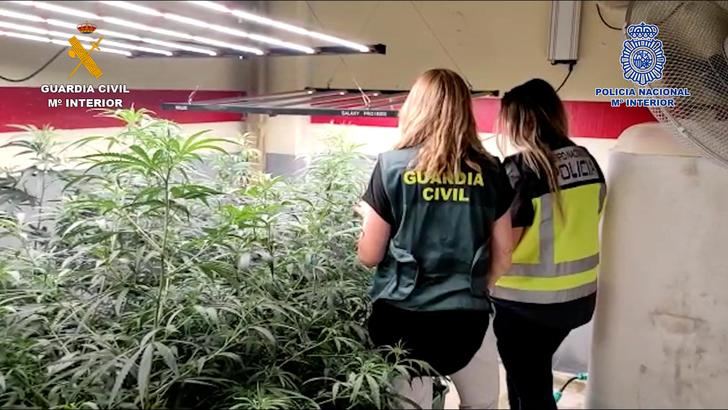 La Guardia Civil y la Policía Nacional desmantelan una plantación de marihuana indoor en Quer