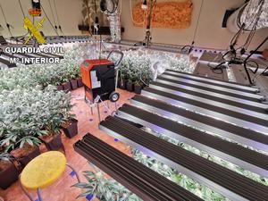 La Guardia Civil desmantela una plantación de alto rendimiento en Burguillos de Toledo con 385 plantas de marihuana