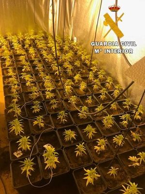 La Guardia Civil detiene a una persona en Nambroca por cultivo de estupefacientes
