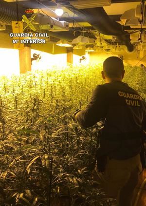 La Guardia Civil desmantela 3 plantaciones de marihuana “indoor” en Trijueque, El Casar y Tórtola de Henares