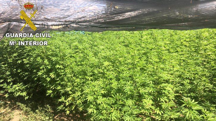 La Guardia Civil detiene a tres personas por un delito contra la salud pública, incautando 510 plantas adultas de marihuana, en Oropesa