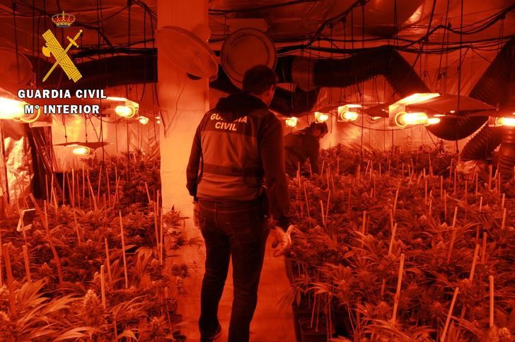 La Guardia Civil desmantela una plantación de marihuana en Pepino con 2.312 plantas