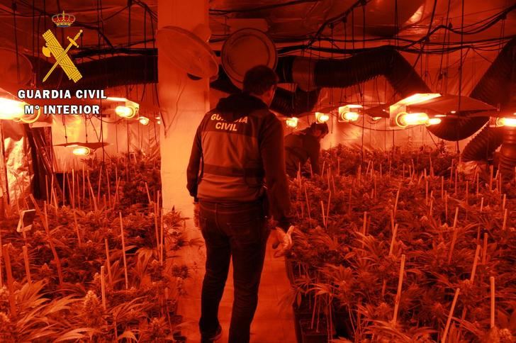 La Guardia Civil desmantela una plantación de marihuana en Pepino con 2.312 plantas