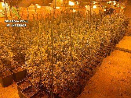 La Guardia Civil desarticula un laboratorio de marihuana con 796 plantas en Santa Olalla