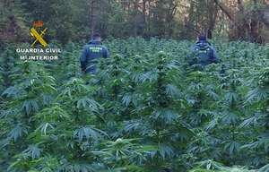 La Guardia Civil ha detenido a dos hombres de nacionalidad albanesa que se encargaban de custodiar más de 1.300 plantas de cannabis en el Señoría de Molina