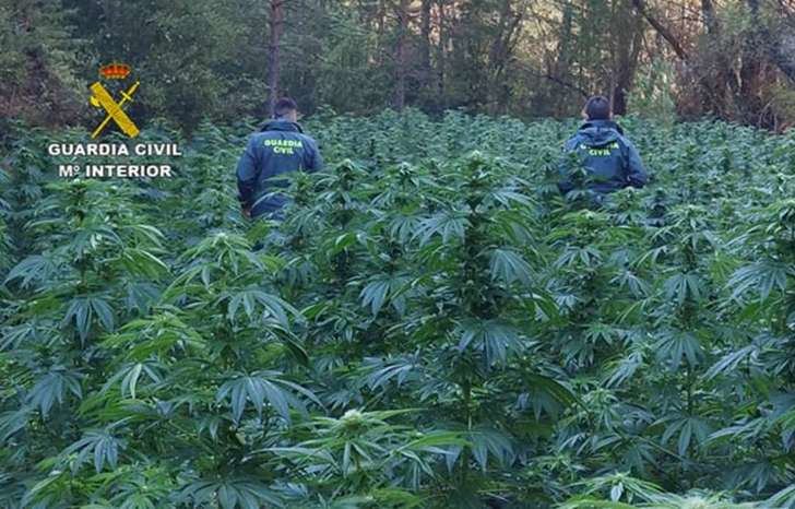 La Guardia Civil ha detenido a dos hombres de nacionalidad albanesa que se encargaban de custodiar más de 1.300 plantas de cannabis en el Señoría de Molina