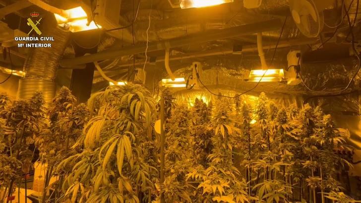 Detenidas tres personas en Sigüenza dedicadas al cultivo de marihuana