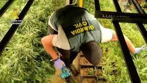 Desmantelada en Villanueva de la Torre una plantación de marihuana de alto rendimiento