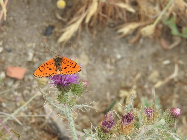 Las mariposas diurnas tiñen de color los prados y bosques de la Sierra Norte de Guadalajara