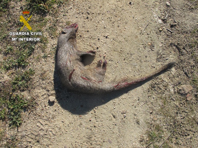 La Guardia Civil investiga a una persona por un delito relativo a la protección de la flora y la fauna en una finca de La Puebla de Montalbán