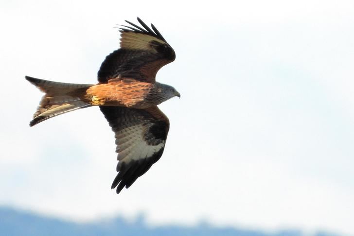 La migración de las aves: un viaje de riesgo