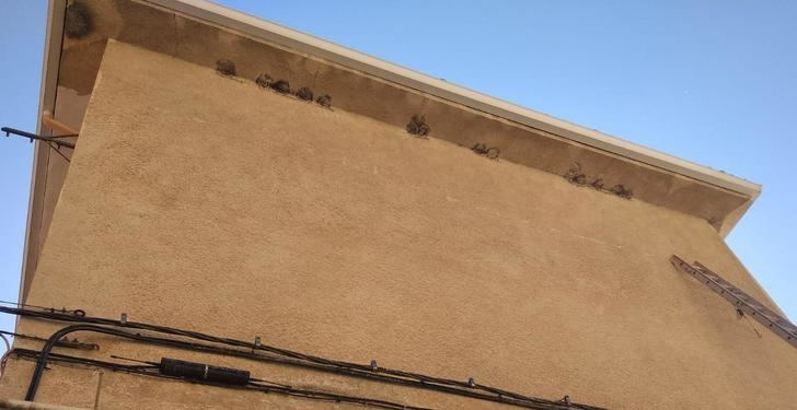 Ecologistas en Acción denuncia la destrucción de nidos de aves insectívoras en Guadalajara