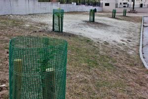 Yebes planta una docena de olmos resistentes a la grafiosis donados por el Ministerio de Agricultura