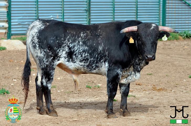 X Certamen Alfarero de Plata