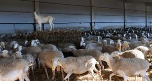 Un total de 225 ganaderos de Guadalajara han recibido m&#225;s de un mill&#243;n de euros de las ayudas acopladas del ovino de la PAC