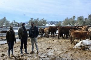 Núñez muestra su apoyo a los ganaderos de Castilla-La Mancha tras los problemas que les ha causado el temporal de nieve. 