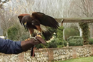 Adjudicado el servicio de control integral de población de palomas y cotorras de Azuqueca