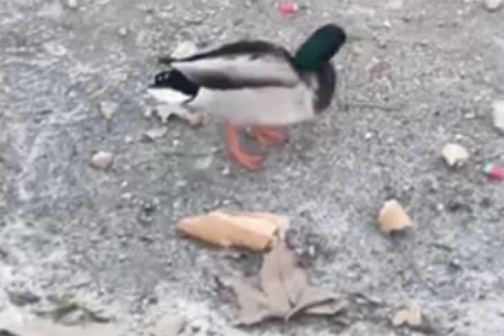 Ecologistas en Acción reclama la eliminación del estanque del parque Moreno Gaspar de Alovera, para terminar con el maltrato a los patos