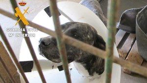 Un vecino de Torija imputado por un presunto delito de maltrato animal, tras abandonar un perro